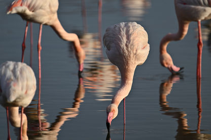 Symétrie de flamants roses