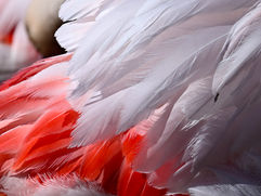 plumes de flamant rose au soleil