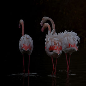 Flamants roses ébouriffés marchant vers le noir