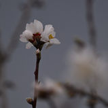 Premières fleurs d'amandier par temps de pluie