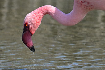 Portrait de flamant nain bec oeil et cou