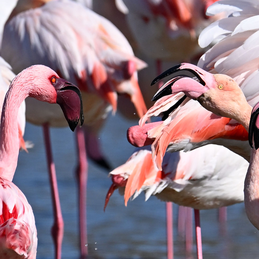 Prise de bec flamant nain flamants roses