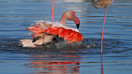 Ablutions de flamants roses