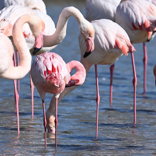 Toilette du flamant nain supervisé par des flamants roses