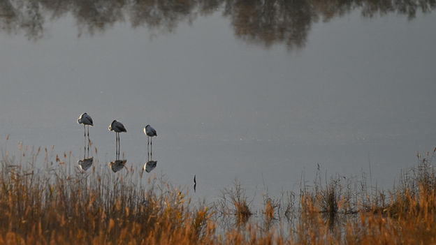 Flamants juvéniles reflets