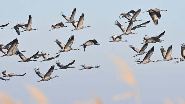 Vol de grues cendrées en Camargue