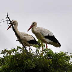 Couple de cigognes