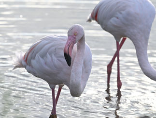 Flamant rose qui pose dans la lumière blanche du couchant