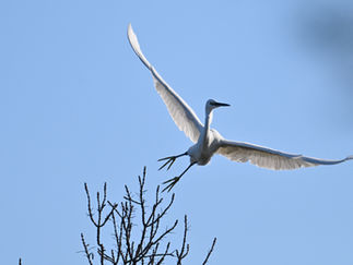 Décollage de l'aigrette