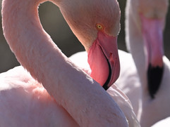 Flamant rose et son imitateur