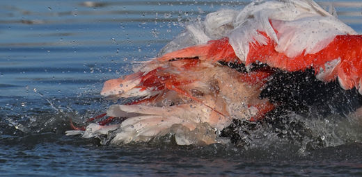 Ablutions de flamant rose
