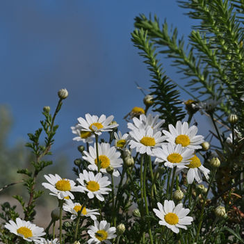 Anthemis maritima