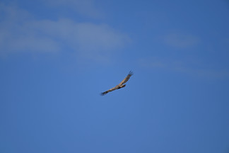 Vautour en vol Causse Méjean