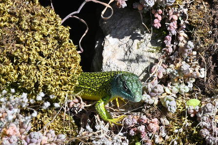 Lézard vert