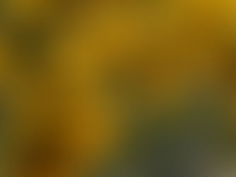 Le tournesol au coeur