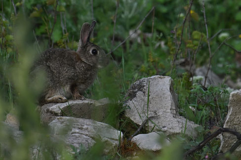 Lapin du matin