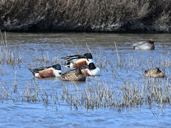 Canards souchet et sarcelle d'hiver Parc Ornithologique de Pont de Gau