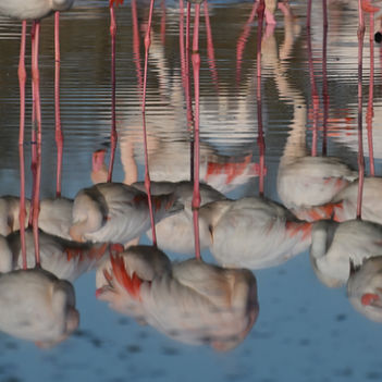 Reflet flamants roses