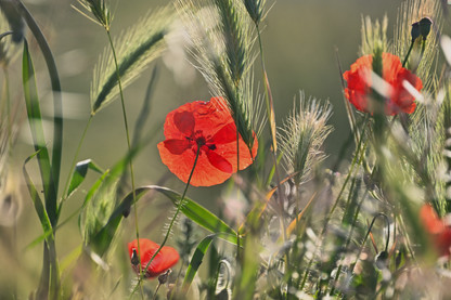 Coquelicots et herbes folles au soleil du matin