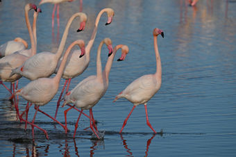Début de la parade nuptiale des flamants roses
