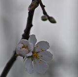 Fleur d'amandier contre ciel de pluie