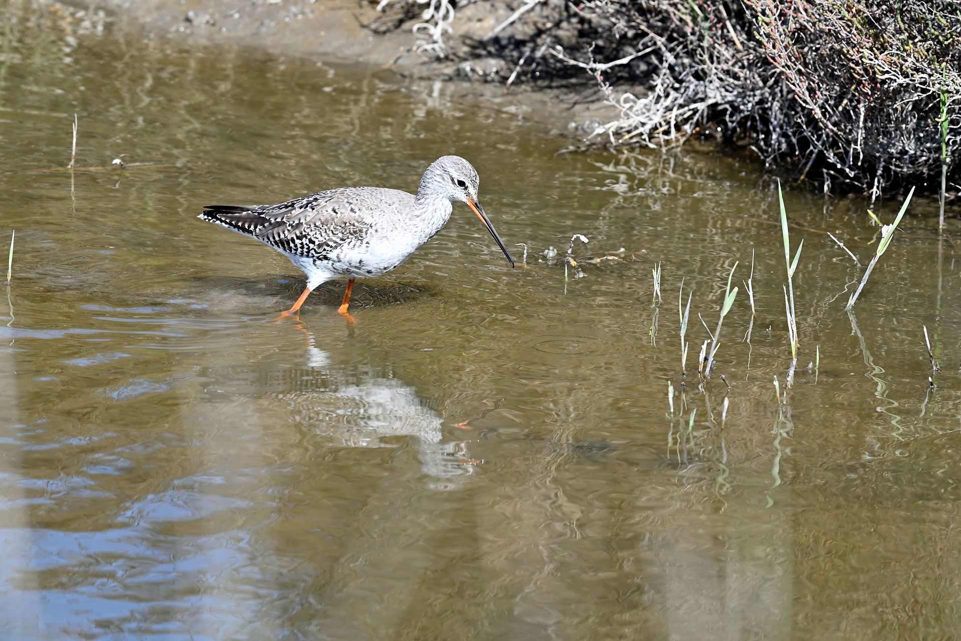 Chevalier arlequin Parc Ornithologique de Pont de Gau
