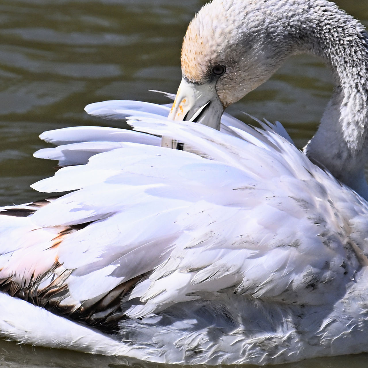 Flamant rose juvénile qui commence à prendre des couleurs