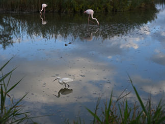 Aigrette, flamants et reflets de nuages dans l'étant