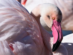 Flamant rose avec une tâche