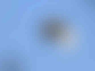 Décollage de l'aigrette ailes pliées