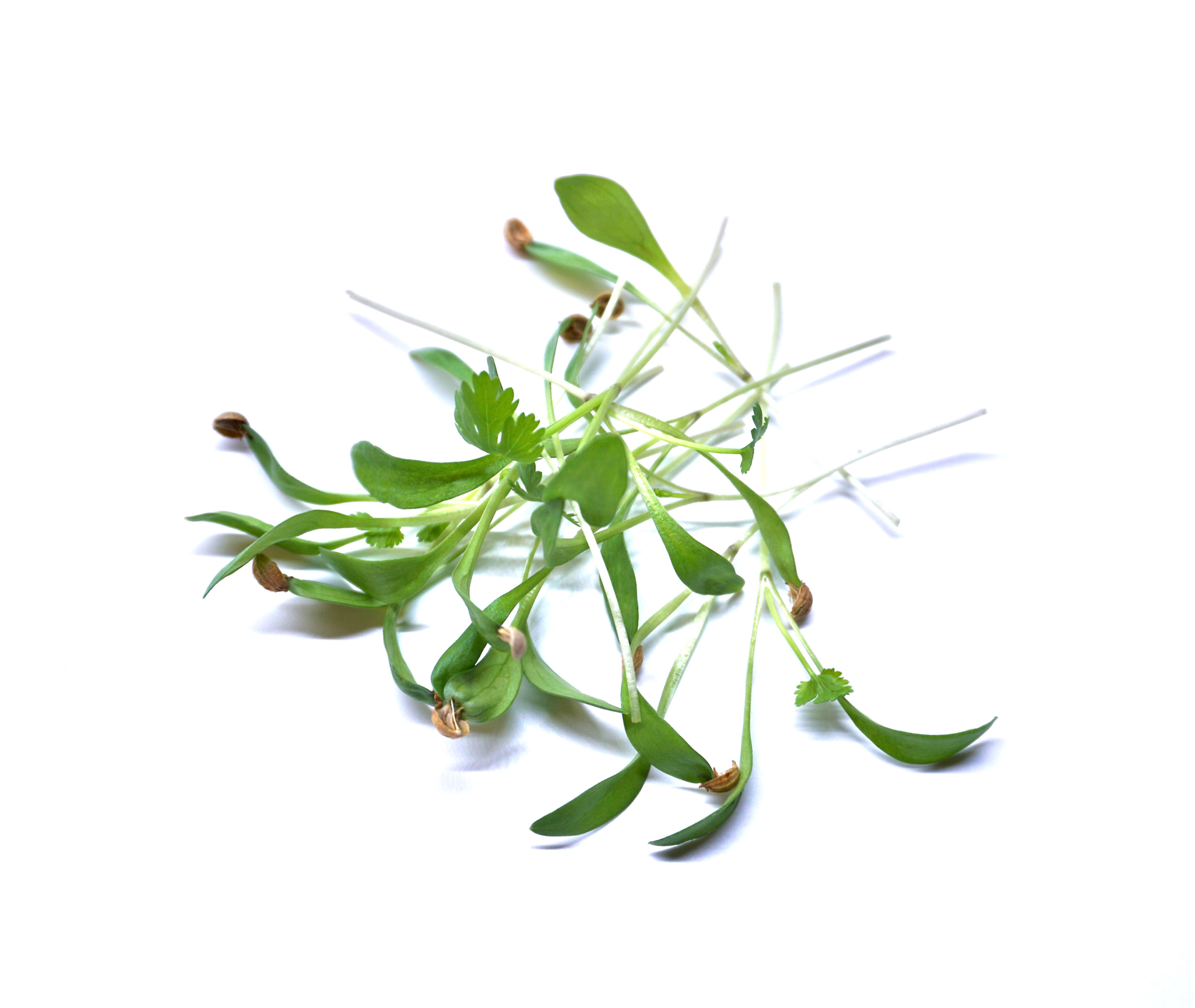 Koriander "split seeds"