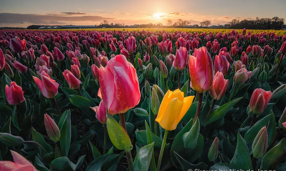 tulips in a field.webp