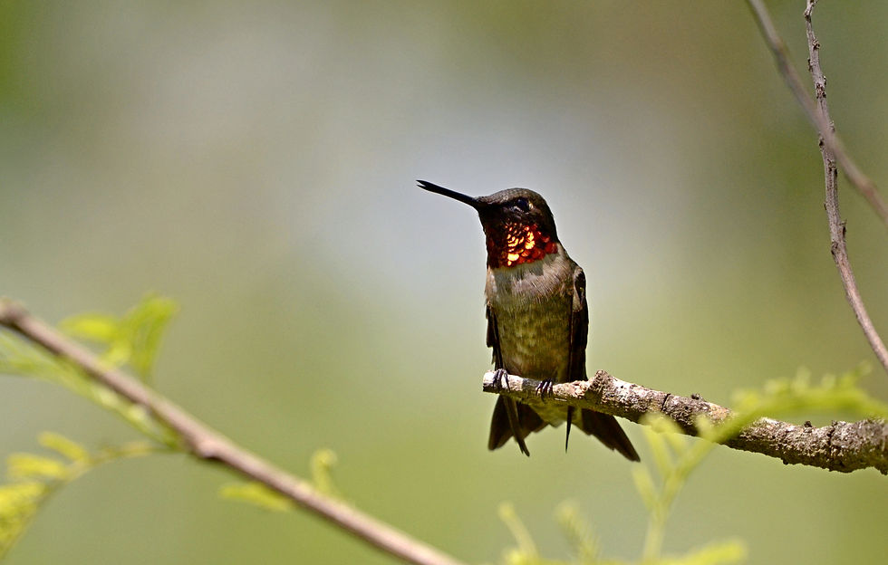 Ruby-throated HUmmingbird 1_DSC5833.JPG
