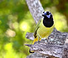 Green Jay 1_DSC9923.JPG