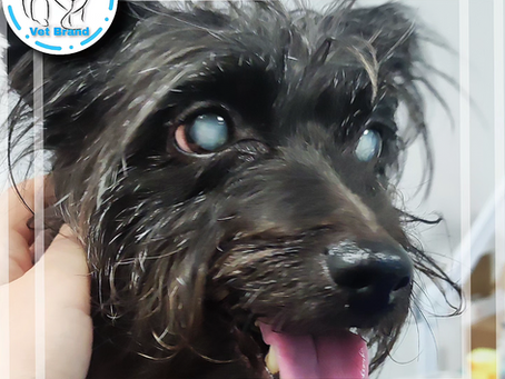 Jak wygląda opieka po operacji zaćmy?