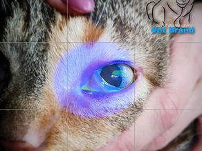 Test z fluoresceiną