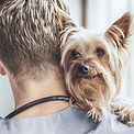 Yorkshire Terrier at the Vet_edited.jpg