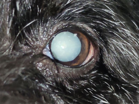 Tanie usunięcie zaćmy u psa- czy to możliwe?