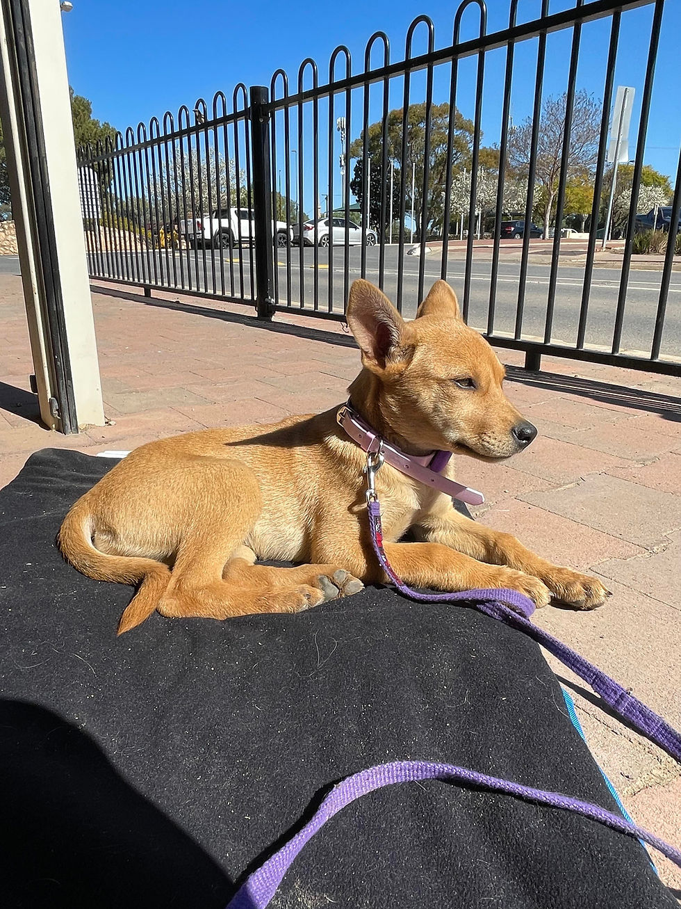 What is socialisation?