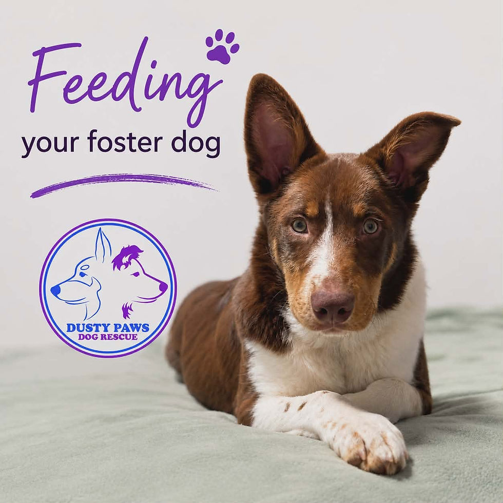 Essential Feeding Tips for Your Foster Dog to Ensure Health and Happiness
