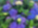 purple flowers.jpeg