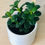 Thumbnail: Succulent Trio or Single in White Everest Pot