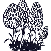 (c) Pilzverein-bremgarten.ch