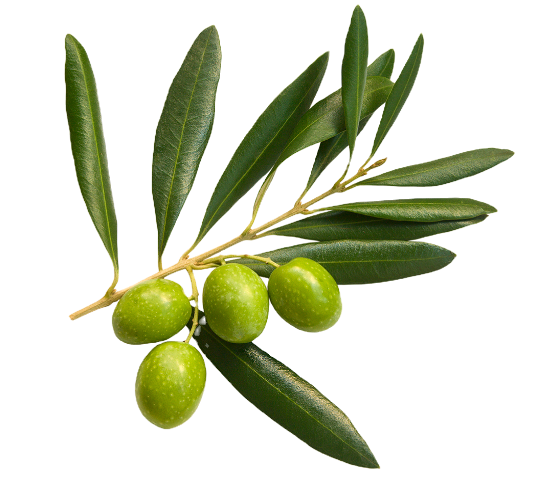Olive Branch Closeup