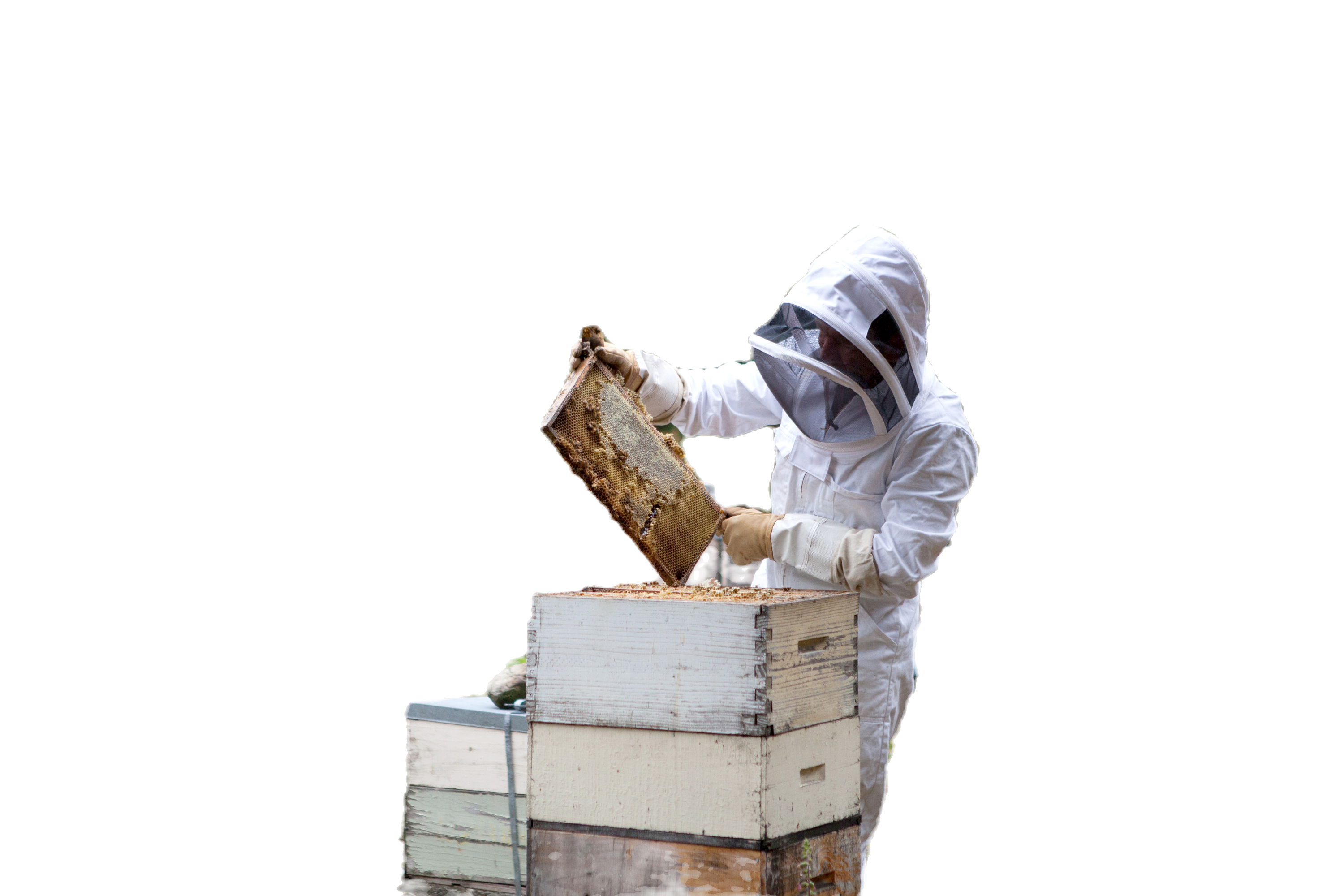 Beekeeper Examining Hive