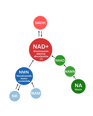 NAD biosynthetic pathway.png