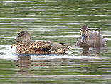 30 Gadwall.JPG