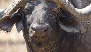 Cape buffalo.jpg