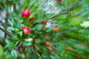 13 Apple Tree.JPG