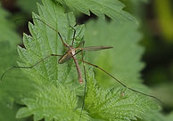 poss. Meadow White-stripe m (Tipula paludosa) (2).JPG